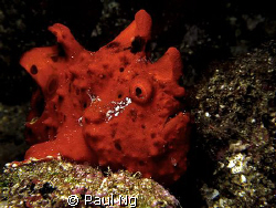 What's up doc!!! Taken in Anilao with Canon S80 also stro... by Paul Ng 